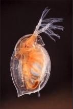 biomonitoring, daphnia magna strauss